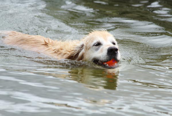 จริง ๆ แล้วสุนัขว่ายน้ำได้ทุกตัวหรือเปล่านะ?