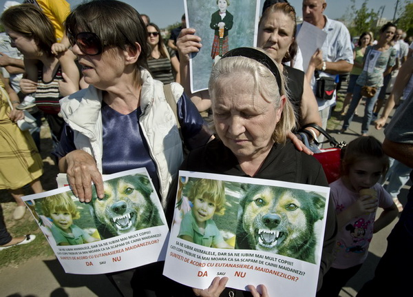 กระแสเกลียดชัง- ทารุณสัตว์ ปะทุในโรมาเนีย หลังเด็กถูกหมาจรจัดกัดตาย
