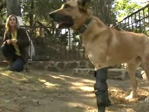 สุนัขพิการใส่ขาเทียมเดินได้อีกครั้ง หลังถูกพ่อค้ายาตัดขาทิ้ง