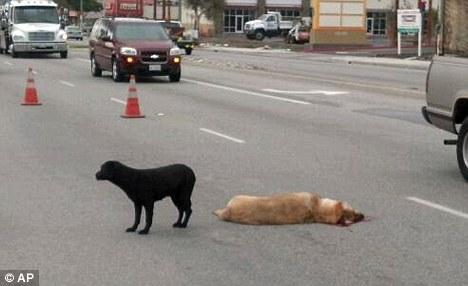 ซึ้ง! สุนัขเฝ้าเพื่อนถูกรถชนตายกลางถนน 