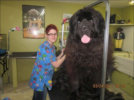หมาไซส์ยักษ์ ตัวใหญ่กว่าเจ้าของ น่ารักน่าฟัดสุด ๆ !!
