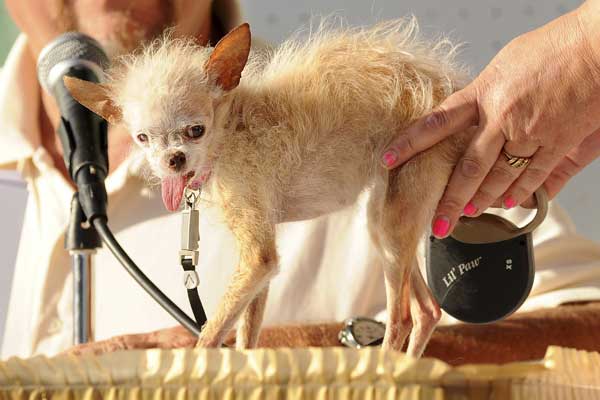 โยดา เจ้าของฉายา สุนัขขี้เหร่ที่สุดในโลก อำลาโลกแล้วในวัย 15 ปี
