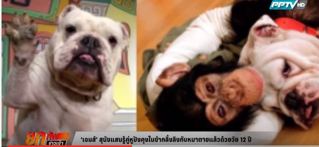 เจมส์ สุนัขแสนรู้ในขำกลิ้งลิงกับหมาตายตามอายุ 80 ปี
