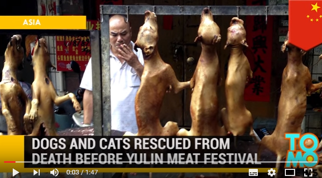 ข่าวเทศกาลกินสุนัขที่จีน 2016...ลองดูจะอ๊วก