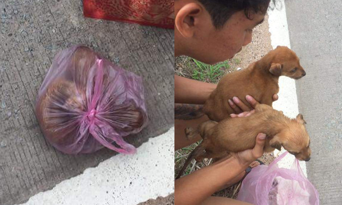 ช่วย 2 ลูกหมา ถูกจับใส่ถุงมัดปากแน่น หวิดขาดอากาศตาย