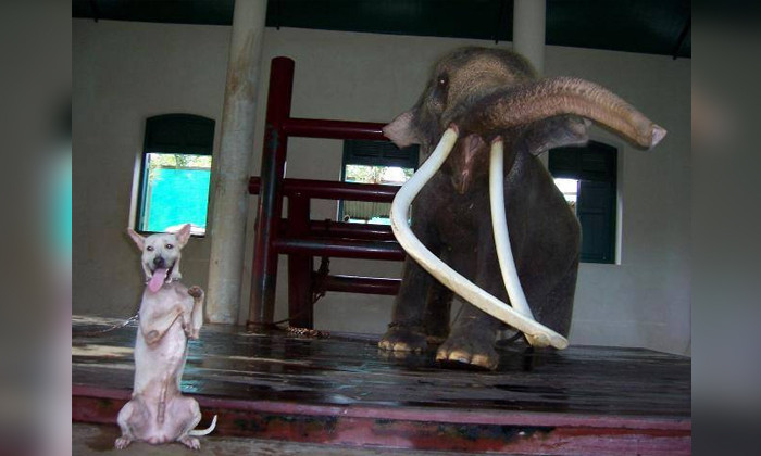 เปิดเรื่องเล่าประทับใจ พระเศวตสุรคชาธารฯ ช้างเผือกคู่พระบารมี