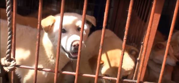 เกาหลีใต้ขีดเส้นตายห้ามตลาดโมรันขายเนื้อสุนัข หวังแก้ไขภาพลักษณ์ประเทศ