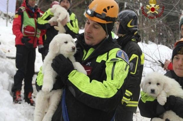 ลูกสุนัข 3 ตัว ถูกช่วยเหลือขึ้นมาจากซากหิมะถล่ม ในอิตาลี