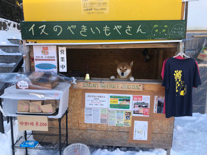 เศร้า.. เคนจัง หมาชิบะขายมันเผาชื่อดังในประเทศญี่ปุ่น กลับดาวหมาแล้ว