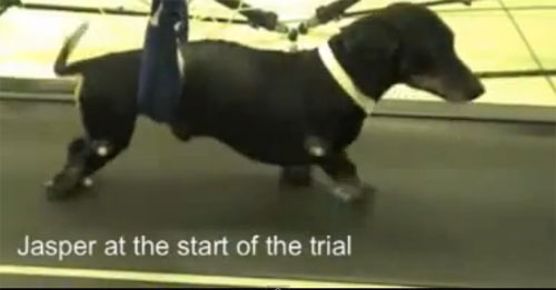 สำเร็จ! หมออังกฤษใช้เซลล์เยื่อบุจมูกรักษาสุนัขอัมพาตจนเดินได้