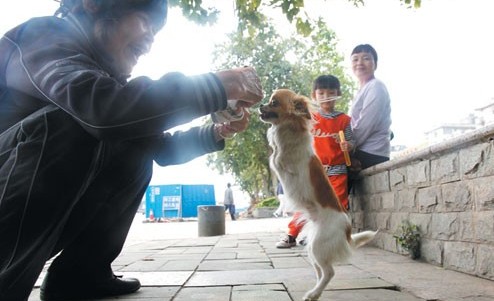 เผยเรื่องราวน่ารัก สุนัขจีนไร้ขาหน้า เจ้าของฝึกให้เดินสองขาคล่องปร๋อ