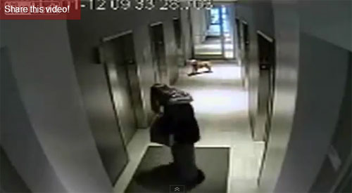น้องหมารอดหลังเจ้าของจูงเข้าลิฟต์ แต่ทิ้งหมาไว้ข้างนอก