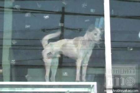 พบสุนัขผอมโซ –หิว หลังถูกขังในร้านเฟอร์นิเจอร์ร้าง