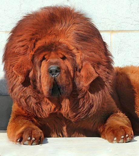 สุนัขทิเบตสีแดง แพงที่สุดในโลกด้วยค่าตัว 50 ล้านบาท
