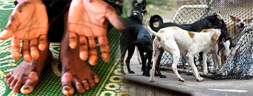 กินหมาต้องระวัง!”เชื้อริกเก็ตเซีย”ในเห็บหมัด ทำชาวเวียดนาม ตาย 19 ราย