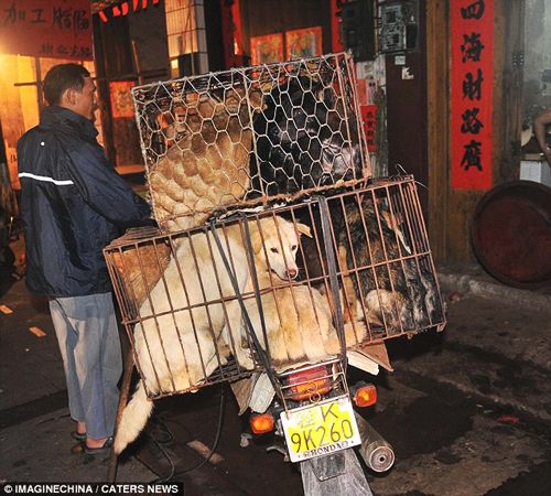 สลด! ตีแผ่ภาพตลาดค้าเนื้อสุนัข จานโปรดชาวจีน