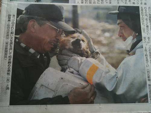 สลด! สุนัข-แมว ตายเกลื่อนเมือง หลังสึนามิญี่ปุ่น