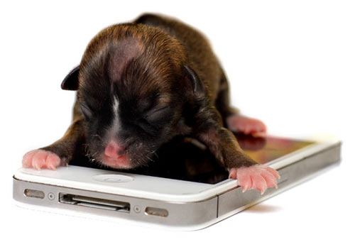 เผยภาพ บียอนเซ่ สุนัขที่ตัวเล็กที่สุดในโลก