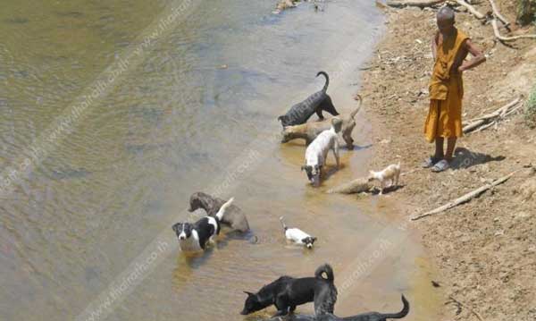 อากาศร้อนจัด! 'หมาวัด' ราว 30 ตัว โดดเล่นน้ำคลายร้อน