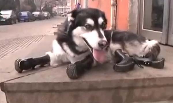 ต้าเฮย สุนัขตัวแรกของโลกที่ใส่ขาเทียมทั้ง 4 ขา