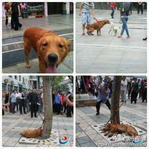 เศร้า! หมาโกลเดนรีทรีฟเวอร์ ถูกล่ามก่อนโดนฟาดจนตาย กลางถนนในจีน