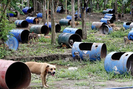 ฟิลิปปินส์ช่วยพิตบูลกว่า 300 ตัว พ้นฟาร์มชนสุนัข
