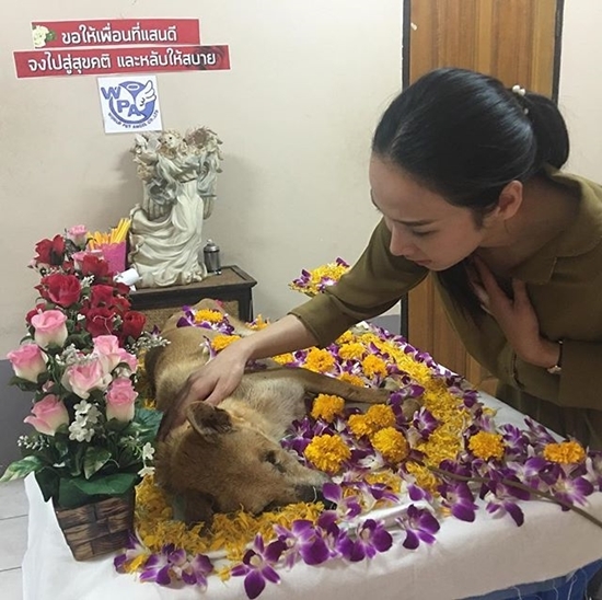 อั้ม พัชราภา สุดอาลัย ร่วมส่ง เจ้าเมฆ หมาพิการในอุปการะสู่ภพภูมิที่ดี