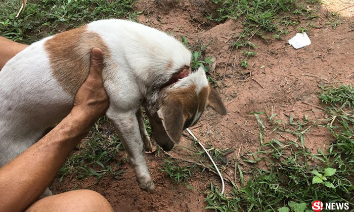 น่าสงสาร! หมาถูกคนใจร้ายกรีดรอบคอ เจ็บหนักหนีขุดหลุมซ่อนตัว