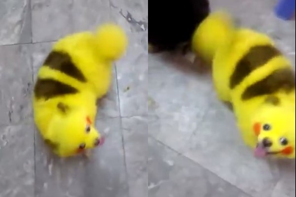 แฟน Pokemon Go อินจัด จับเจ้าตูบย้อมขนเป็นปิกาจู โถชะตาหมาน้อย