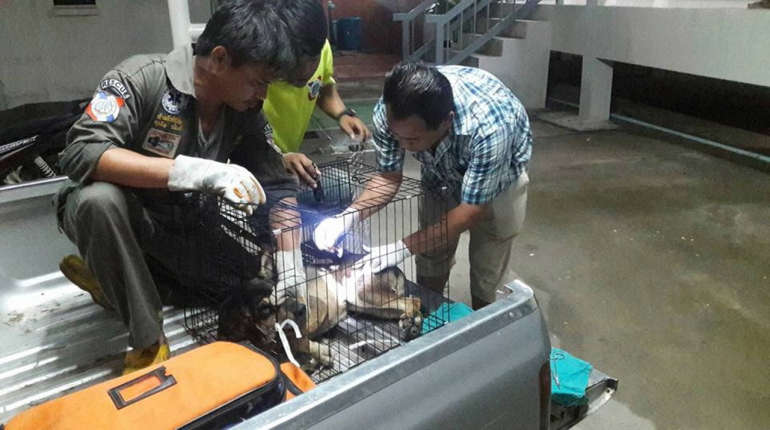 หมาถูกรั้วเหล็กเสียบ! กู้ชีพ รพ.สุโขทัย รุดช่วย คาดพลาดขณะกระโดดข้าม