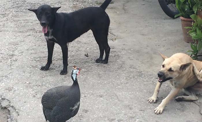 พบ ไก่ต๊อก ใช้ชีวิตร่วมกับน้องหมาสุดน่ารัก