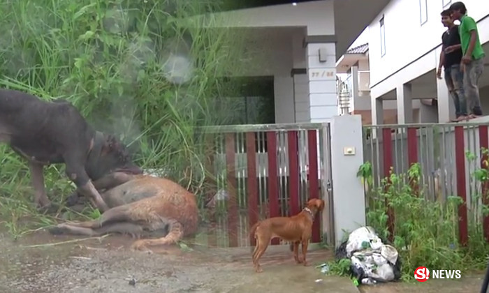 ระทึกทั้งหมู่บ้าน! พิตบูล 3 ตัว หลุดออกนอกรั้ว ขย้ำหมาไทยตาย