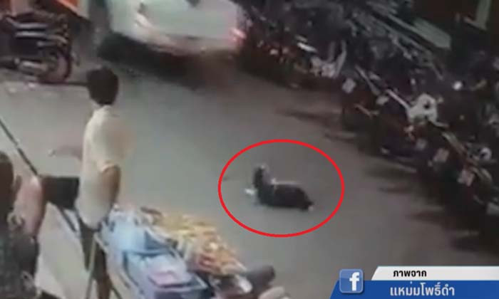 เจ้าของหมา  ลุงกระบะ ยันไม่ไกล่เกลี่ย เดินหน้าสู้ตามกระบวนการยุติธรรม
