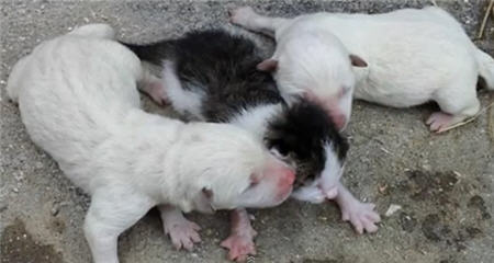 สุดมึน! คุณปู่เกาหลี ปักใจเชื่อ สุนัข คลอดลูกเป็นแมว