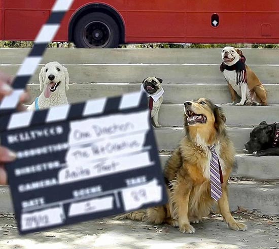 กลุ่มนักร้องน้องหมาสุดน่ารัก Pup Direction