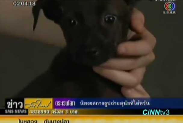 ถ่ายรูปสุนัข ก่อนนำไปฆ่าทิ้ง