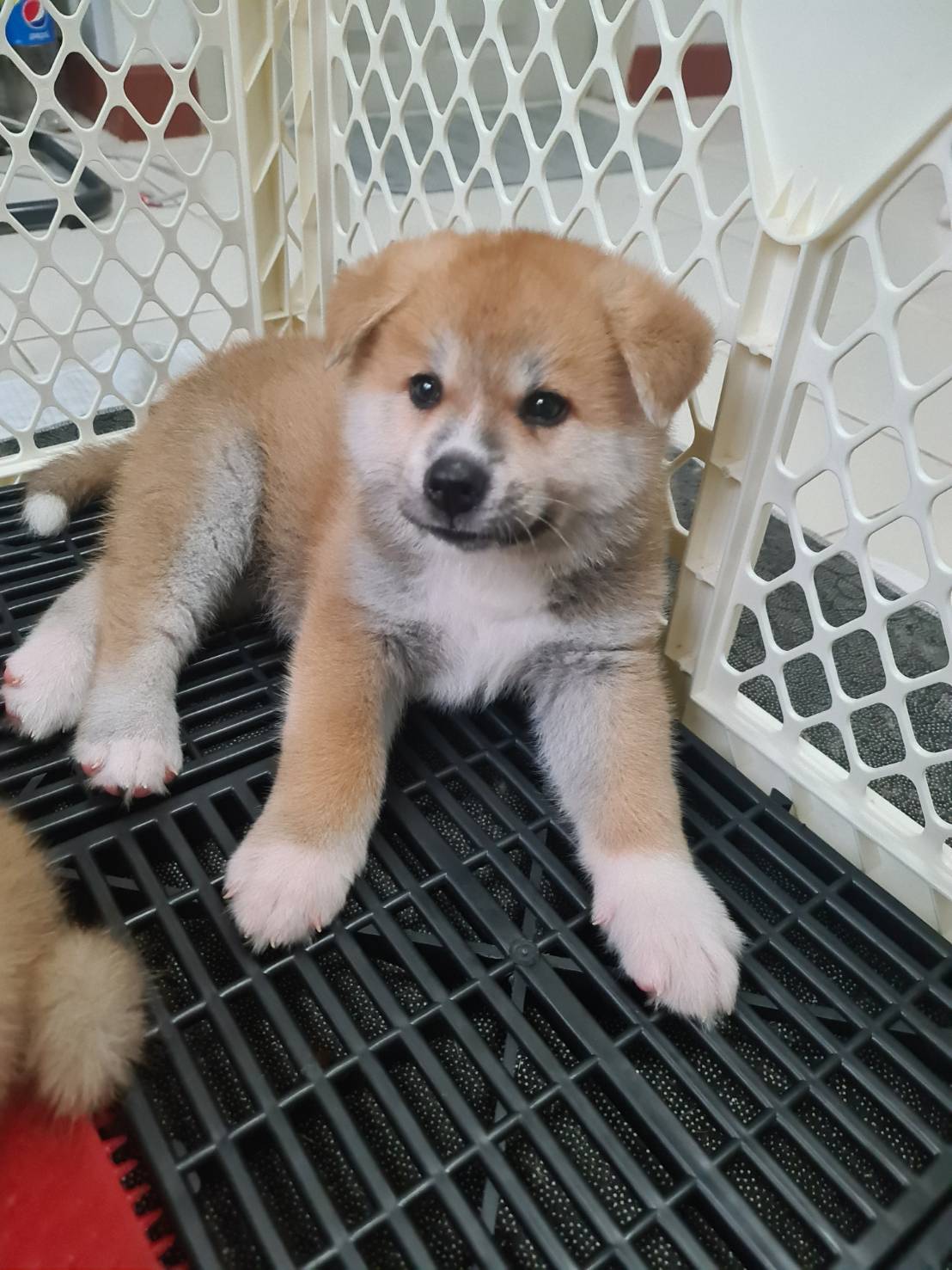 ลูกอคิตะ