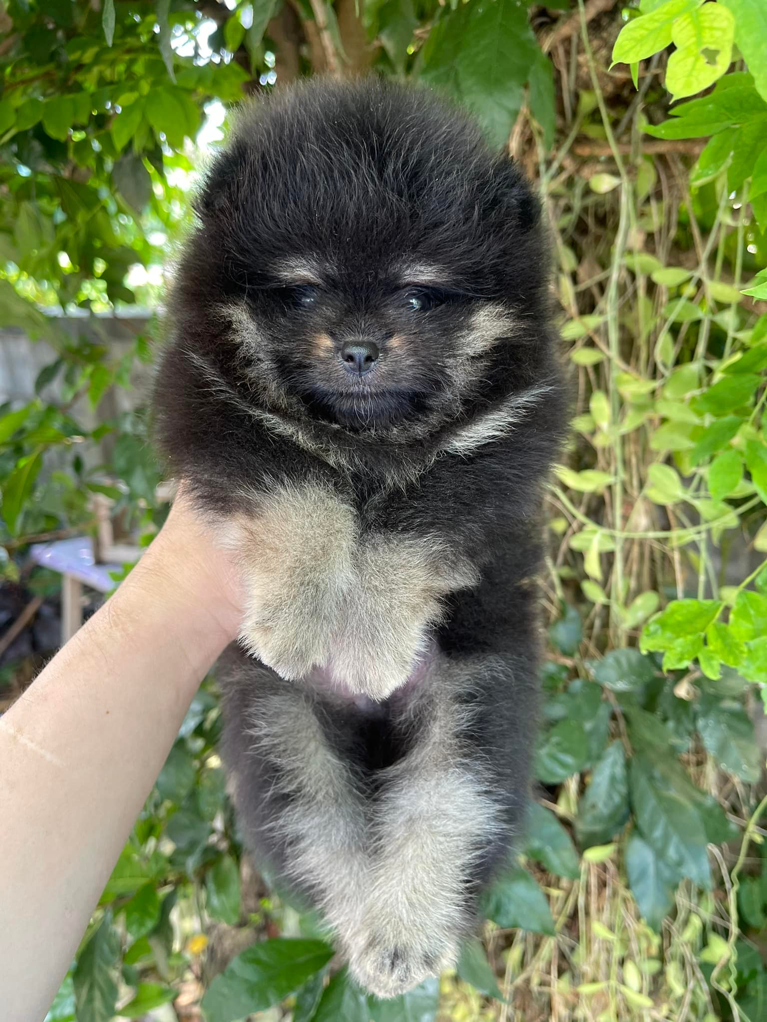 ปอม