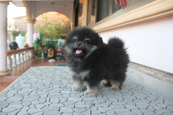 น้องปอม