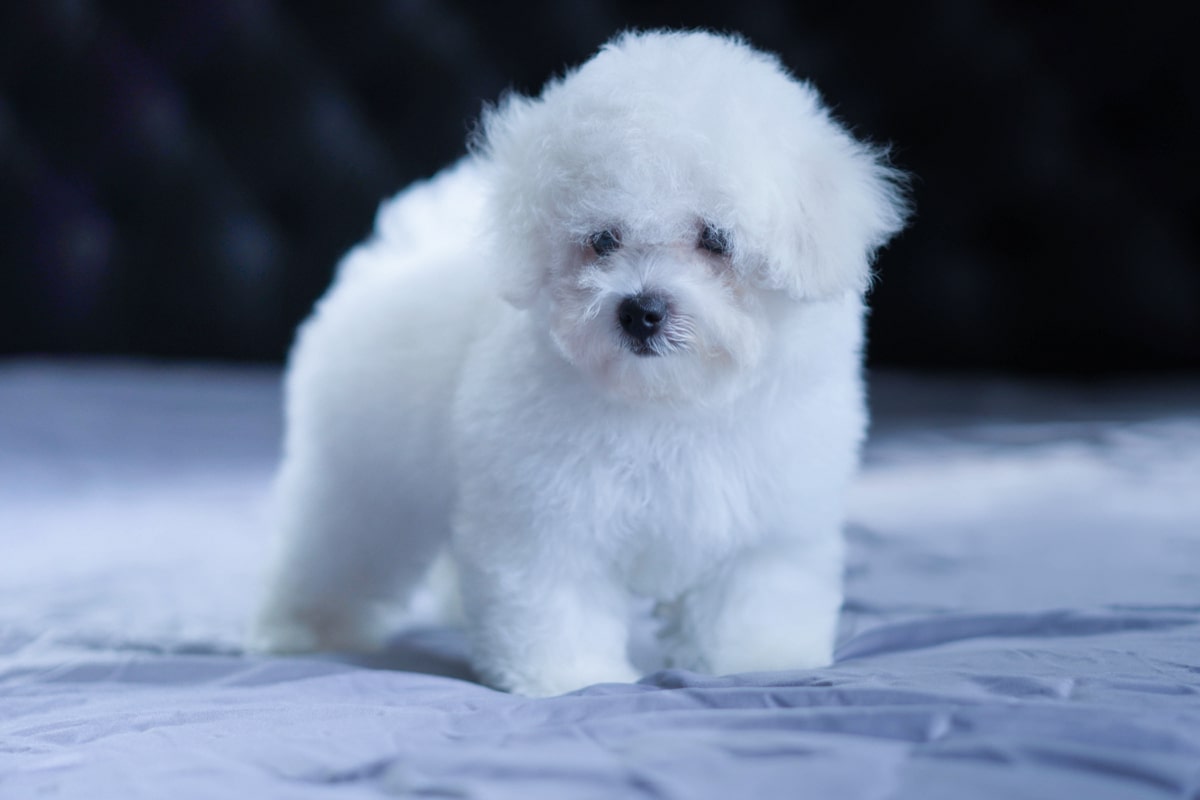 ลูกบิชองฟริเซ่
