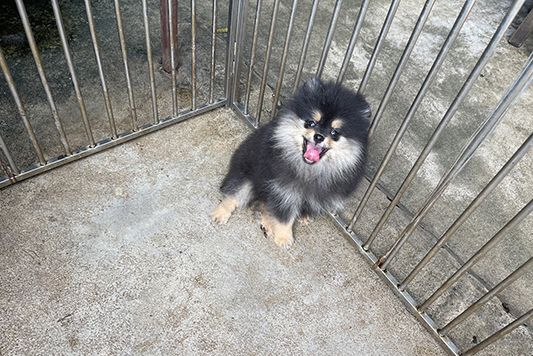 น้องปอม