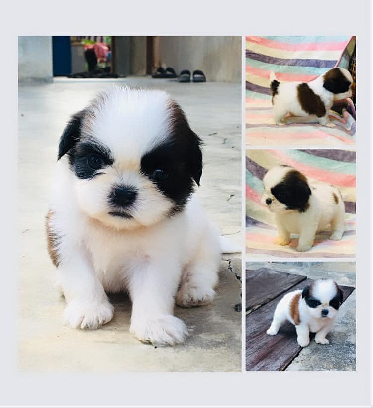 เปิดจองน้องหมาชิสุห์