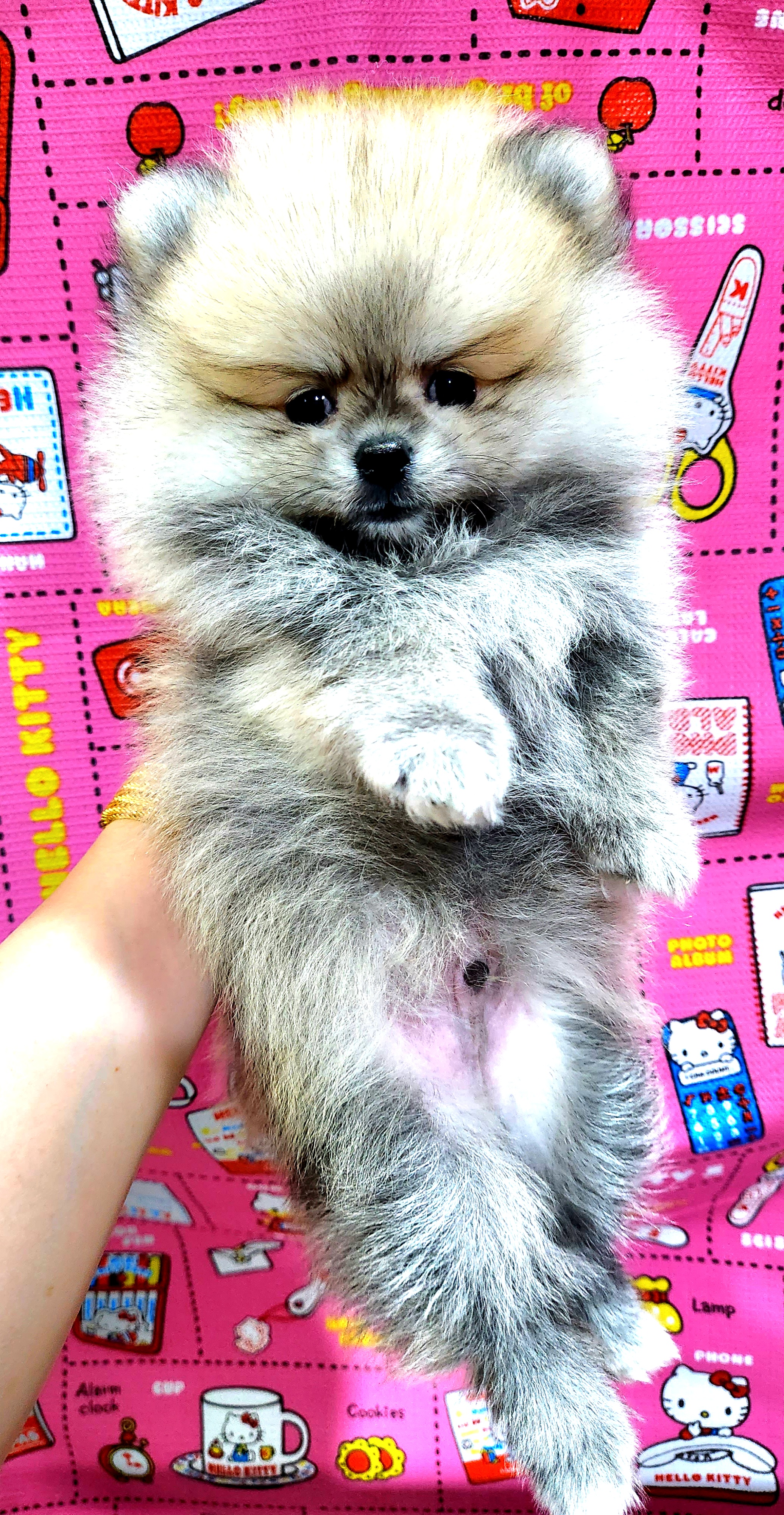 ขายน้องปอมแท้