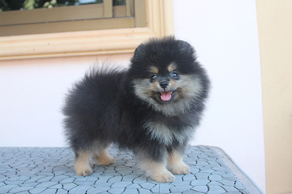 น้องปอม