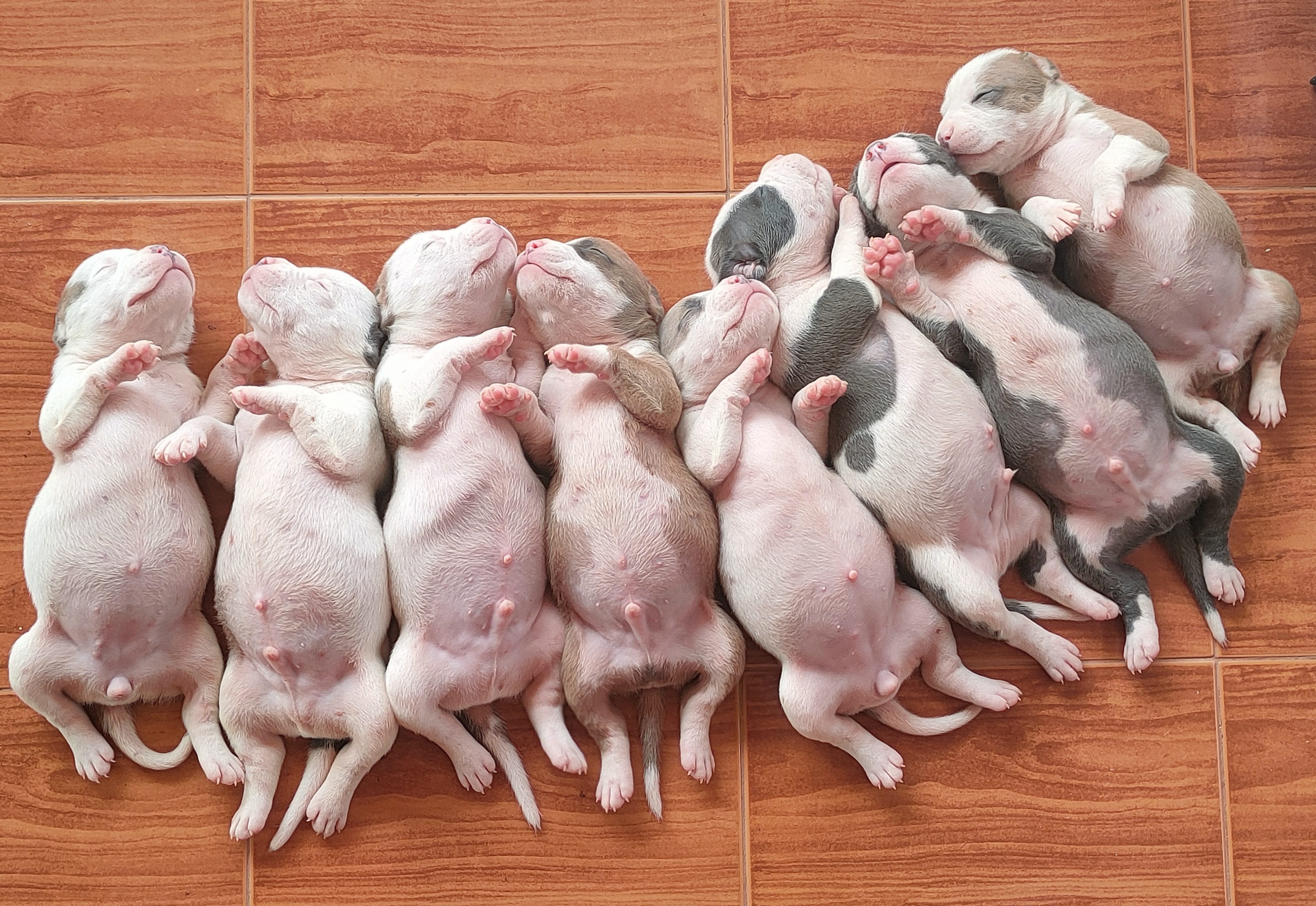 ลูกสุนัขพันธุ์อเมริกันบลูลี่