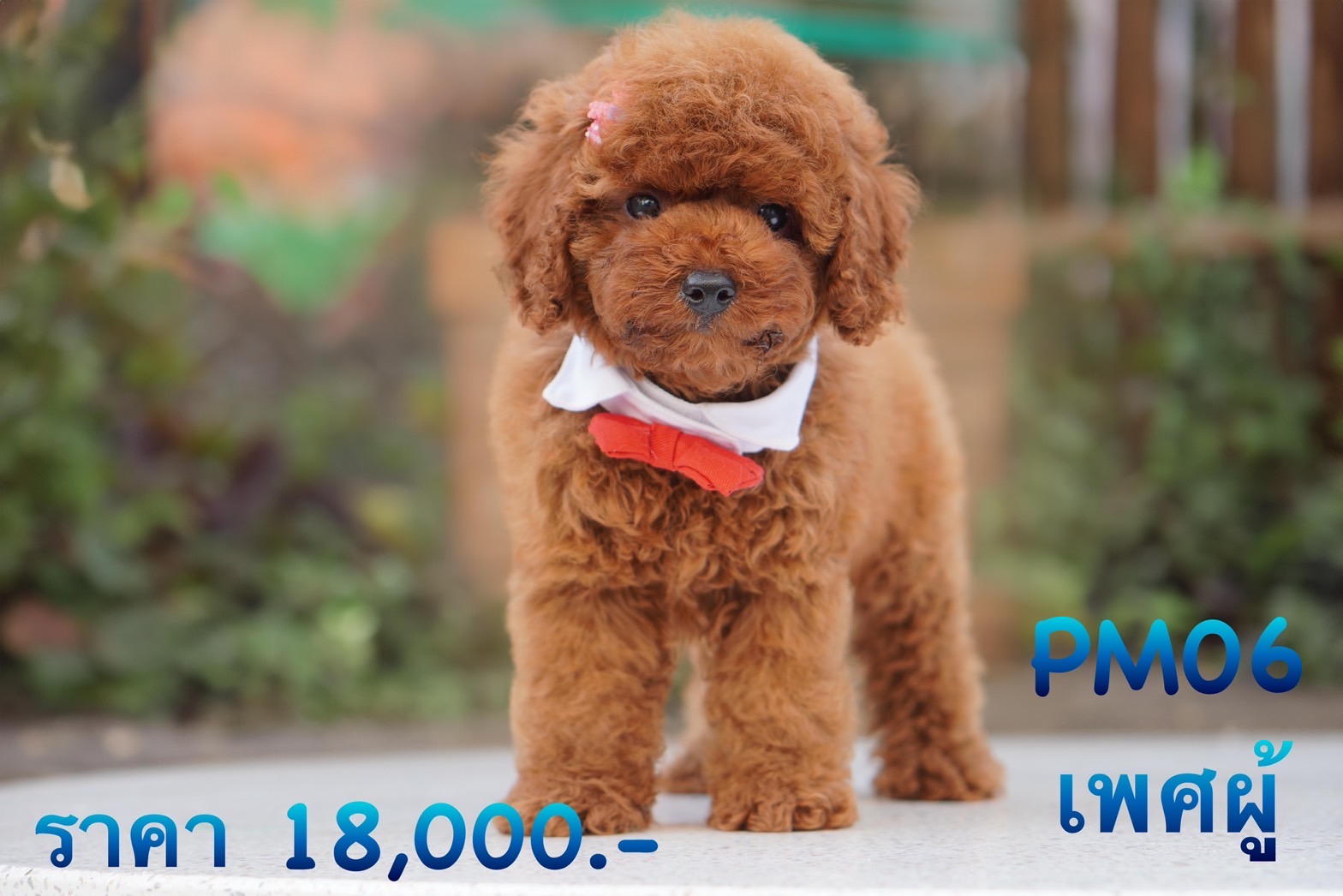 ลูกพุดเดิ้ลทอย