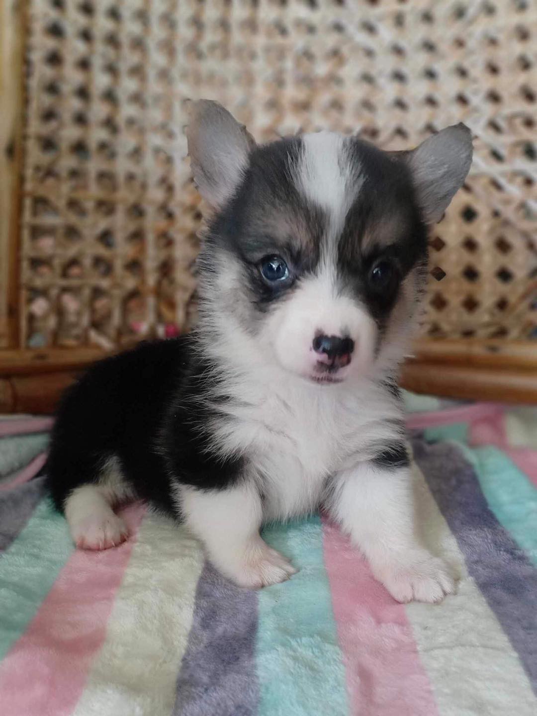 น้องหมาคอกี้