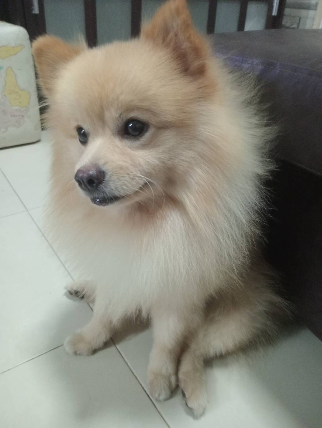 น้องหมาน่ารัก