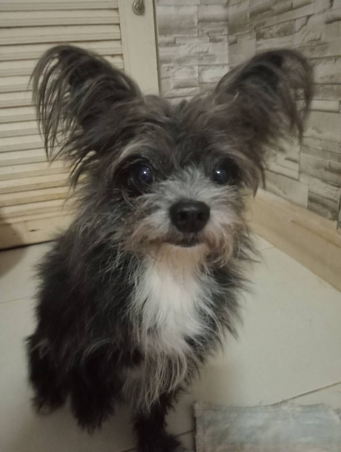 น้องหมาน่ารัก