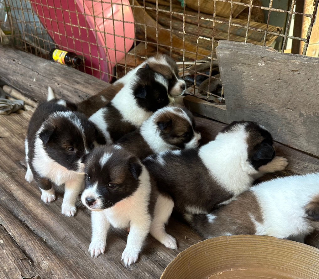 ลูกบางแก้ว